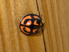 Aiolocaria hexaspilota