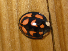 Aiolocaria hexaspilota