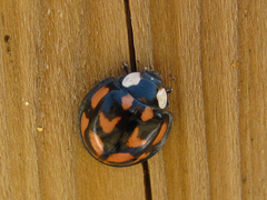 Aiolocaria hexaspilota