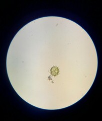 Hydrodictyaceae