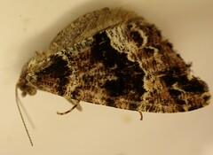 Pseudocoremia productata