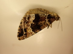 Pseudocoremia productata