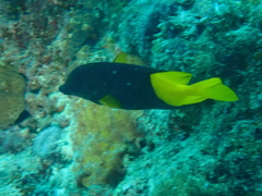Siganus uspi