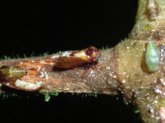 Endoiastinae