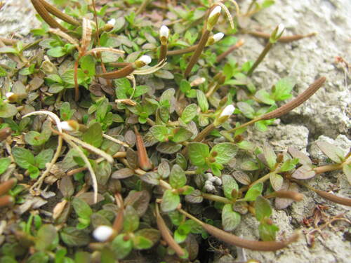 NZ small willowherb (Epilobium angustum)