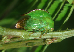 Cymbomorpha