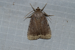 Amphipyra glabella