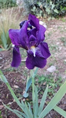 Iris