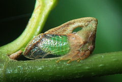 Lycoderides