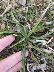 Carex blanda