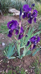 Iris