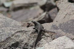 Phymaturus darwini