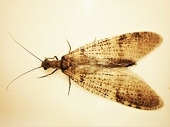 Archichauliodes diversus
