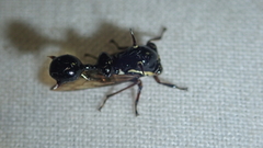 Heteronotus horridus