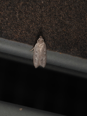 Acantholena siccella