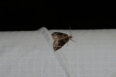 Ecliptopera silaceata