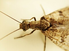 Archichauliodes diversus