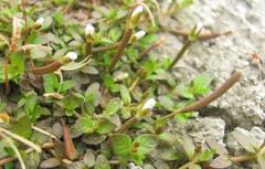 Epilobium komarovianum