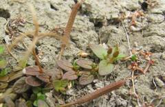 Epilobium komarovianum