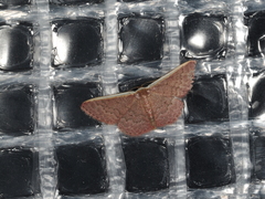 Idaea costaria