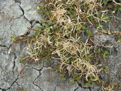 Epilobium komarovianum