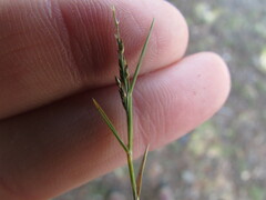 Muhlenbergia vaginata