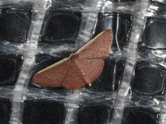 Idaea costaria