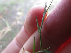 Muhlenbergia vaginata