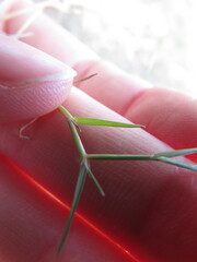 Muhlenbergia vaginata