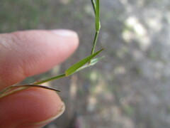 Muhlenbergia vaginata