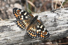 Chlosyne coronado coronado