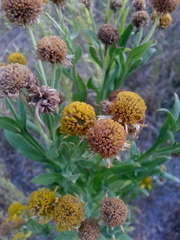 Asteraceae
