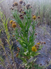 Asteraceae