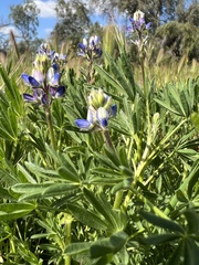 Lupinus bicolor