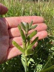 Lupinus bicolor