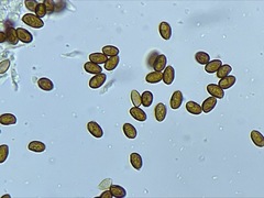 Galerina castaneipes