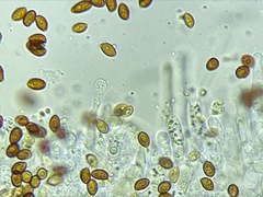 Galerina castaneipes