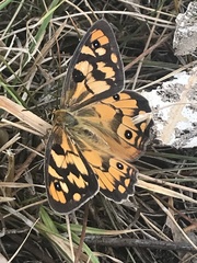 Heteronympha penelope