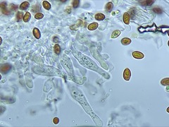 Galerina castaneipes