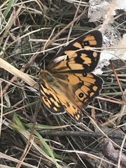 Heteronympha penelope