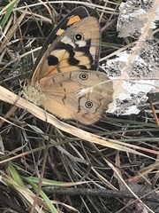 Heteronympha penelope