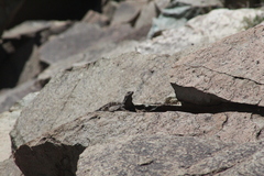 Phymaturus darwini