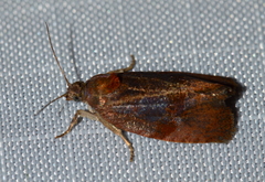 Evora hemidesma