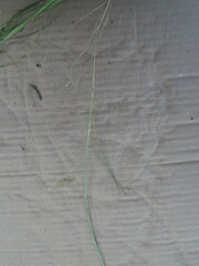 Festuca myuros
