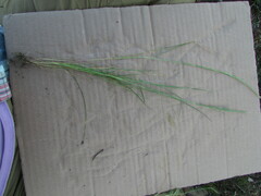 Festuca myuros