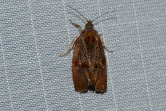 Evora hemidesma