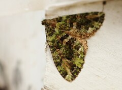 Austrocidaria similata