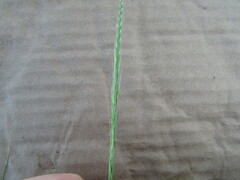 Festuca myuros