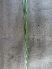 Festuca myuros
