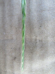 Festuca myuros